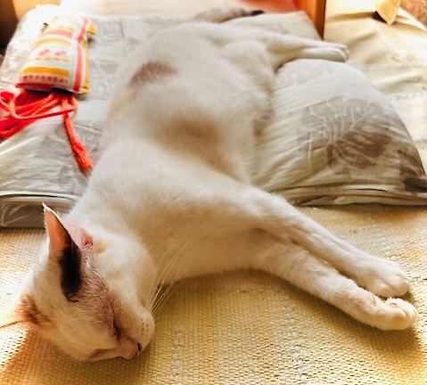 うちのねこ