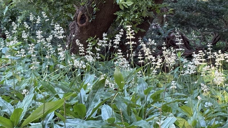 ヤブミョウガの花