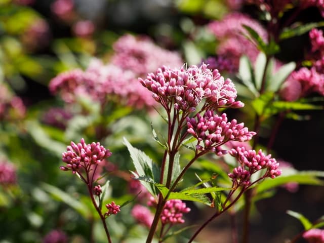 フジバカマがハコベに変身